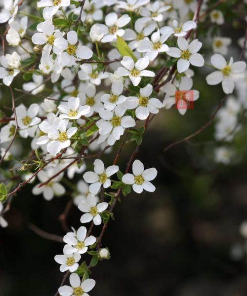 李叶绣线菊的花语寓意与魅力（探索李叶绣线菊花语）