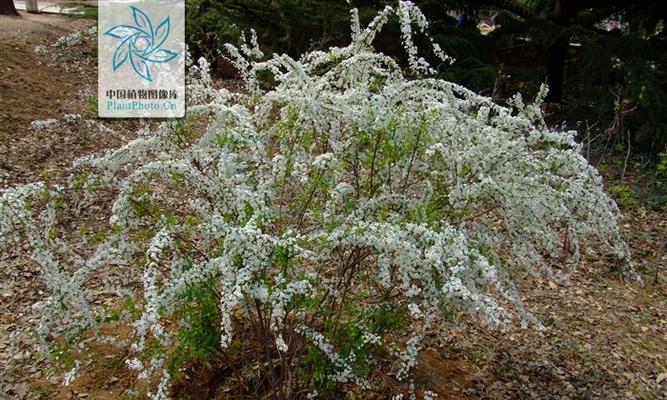 李叶绣线菊的花语寓意与魅力（探索李叶绣线菊花语）