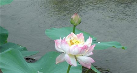 莲花的花语及其象征意义（揭示莲花背后的美丽寓意）