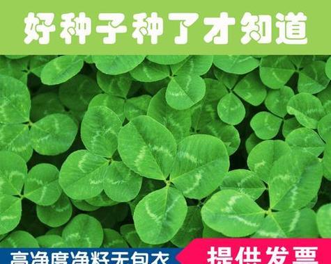 三叶草种子的种植方法（从准备工作到收获全指南）