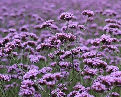 柳叶马鞭草的花语揭秘（探寻柳叶马鞭草的秘密——花语解读）