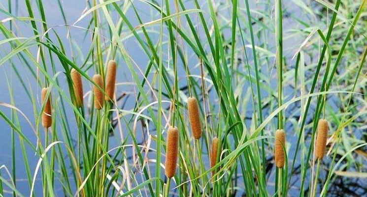 芦苇的花语——坚韧与自由的象征（探寻芦苇的花语）