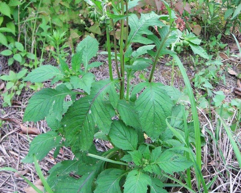 探秘三叶香——这种神奇植物到底是什么（了解三叶香的历史、特点、功效和用途）