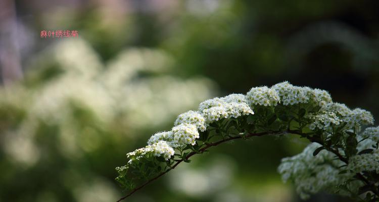 麻叶绣线菊的花语与意义（解读麻叶绣线菊的花语和象征意义）