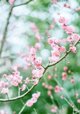 梅花花语的深意（探索梅花花语中的秘密）