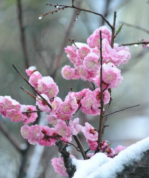 梅花花语的深意（探索梅花花语中的秘密）