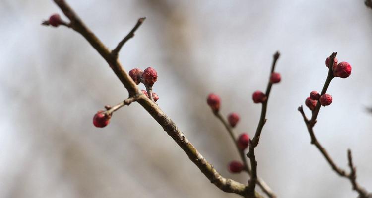 梅花花语的深意（探索梅花花语中的秘密）