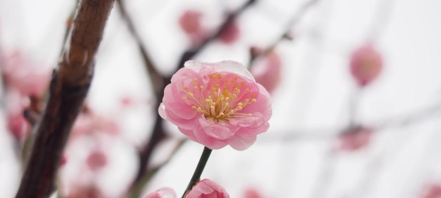 梅花的象征意义（梅花与坚韧不拔精神的奇妙符号）