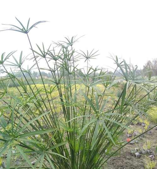 伞藻，一种常见的藻类植物（结构特征）