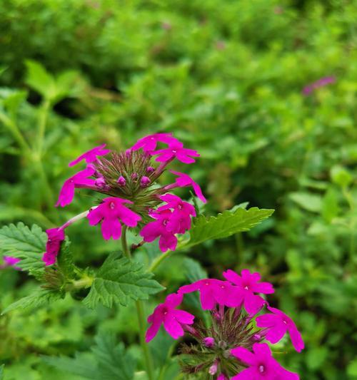 美女樱的花语与寓意（探索美女樱的浪漫花语）