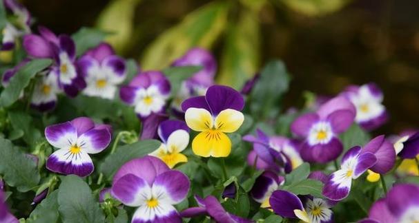 以木春菊（春日之花）