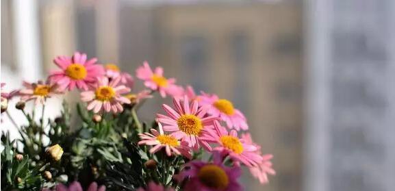 以木春菊（春日之花）