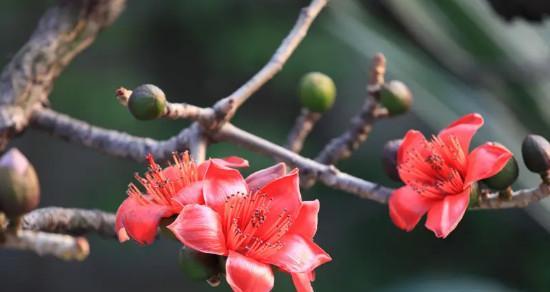 木棉花——爱的守护者（木棉花花语浅析）