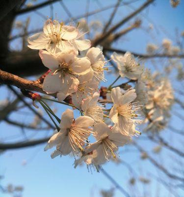 盛开在春天的日本早樱-爱与希望的象征（日本早樱的花语与寓意）