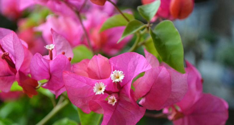 探寻三角梅的花语之美（三角梅——花开如诗）