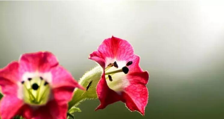 双生花的花语——祝福与幸福（探索双生花所代表的花语）