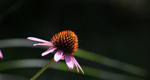 松果菊的花语（探索松果菊的花语）