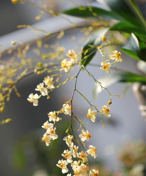 跳舞兰花（花语）