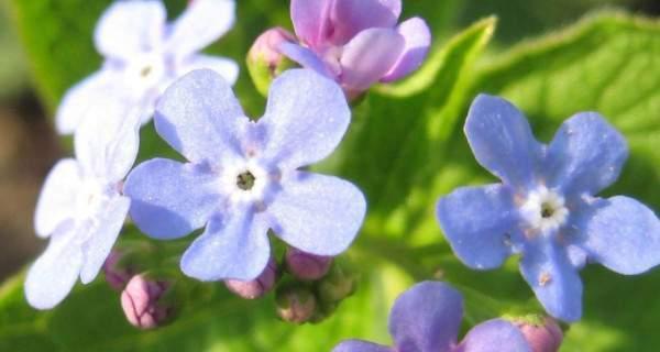 以勿忘草的花语——永恒的记忆（保留时光的花朵）