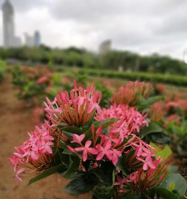 小叶龙船花（探寻小叶龙船花的寓意和花语）