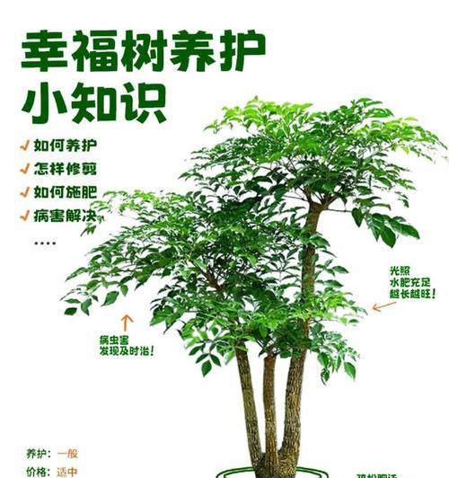 探寻幸福树的花语（用花语揭示幸福的秘密）