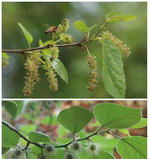 从生态环境到食品营养，桑科植物的应用价值无限（从生态环境到食品营养）