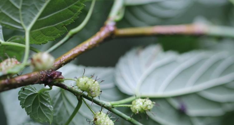 从生态环境到食品营养，桑科植物的应用价值无限（从生态环境到食品营养）