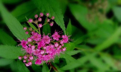 绣线菊（美丽的绣线菊）