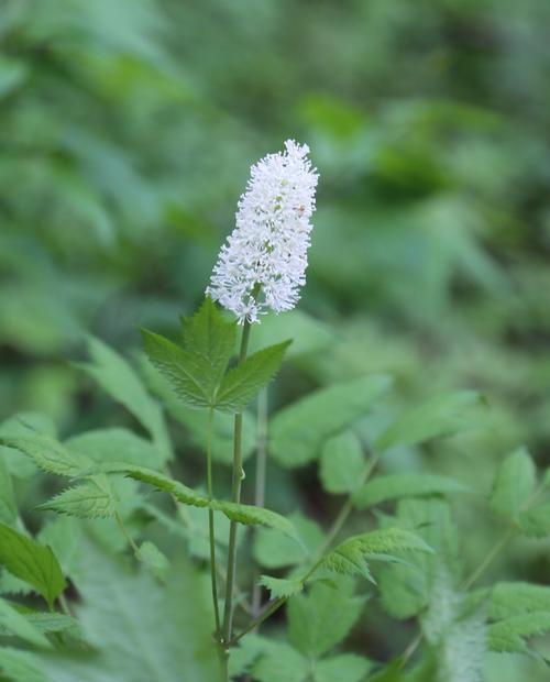 认识桑麻，这个新兴植物（了解桑麻的种植）