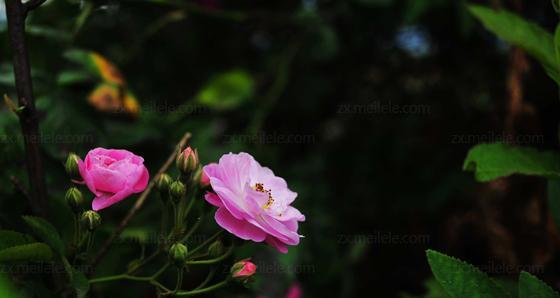 野蔷薇花语的意义与象征（探寻野蔷薇花语背后的深意）