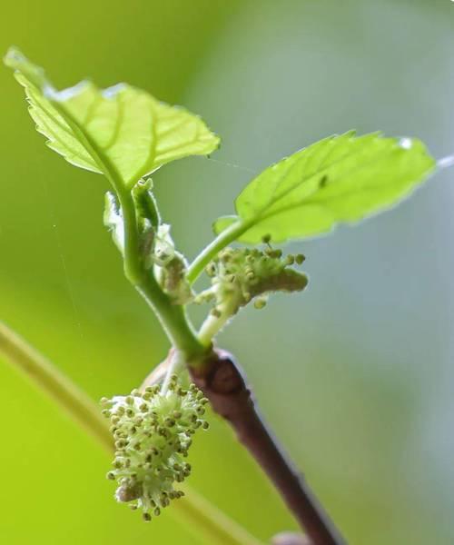 探究桑树是否开花（颜色）