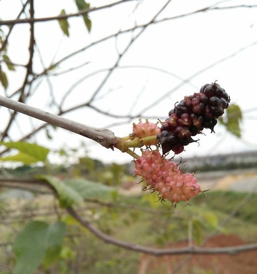 探秘桑树的开花结果（从几年到品种）