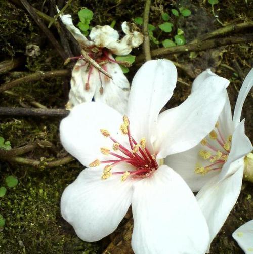 油桐花（探寻油桐花的花语与文化内涵）