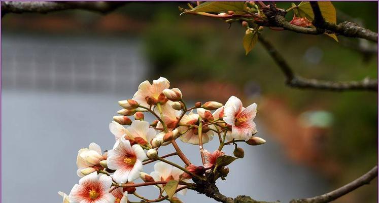 油桐花（探寻油桐花的花语与文化内涵）