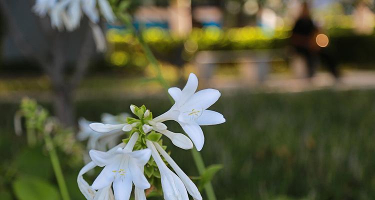 玉簪花的花语与传说（花开洁白）