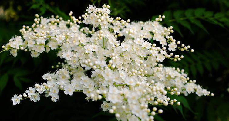 珍珠梅的花语与寓意（探索珍珠梅花的深意）