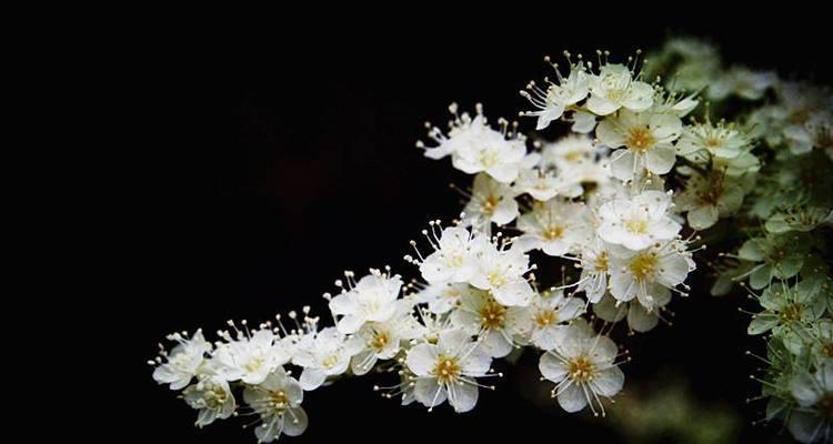 珍珠梅的花语与寓意（探索珍珠梅花的深意）