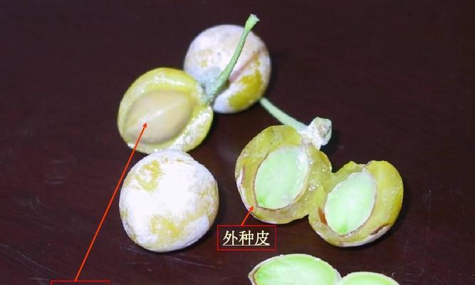 裸子植物中的杰出代表——桑树（桑树的分类）