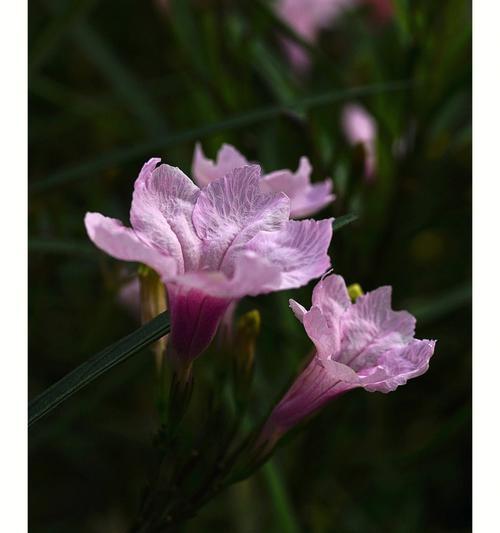 紫花翠芦莉的花语及其象征意义（探秘紫花翠芦莉的神秘语言）