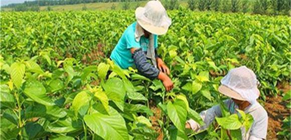 如何选用最佳肥料为桑树提供充足营养（掌握科学施肥技巧）