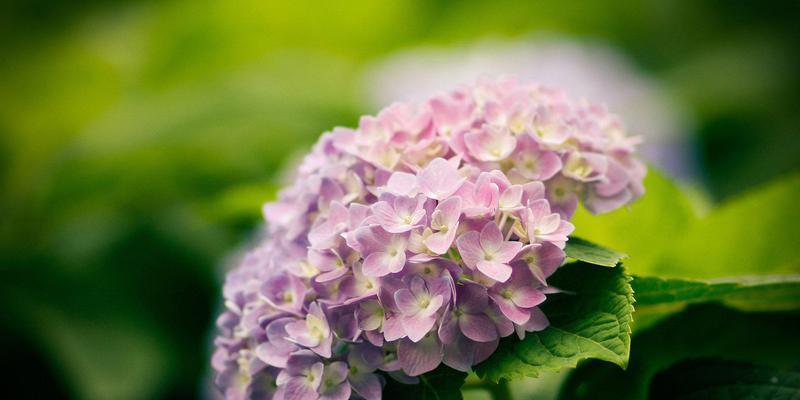 花的花语与意义（探秘花的神秘色彩与内涵）