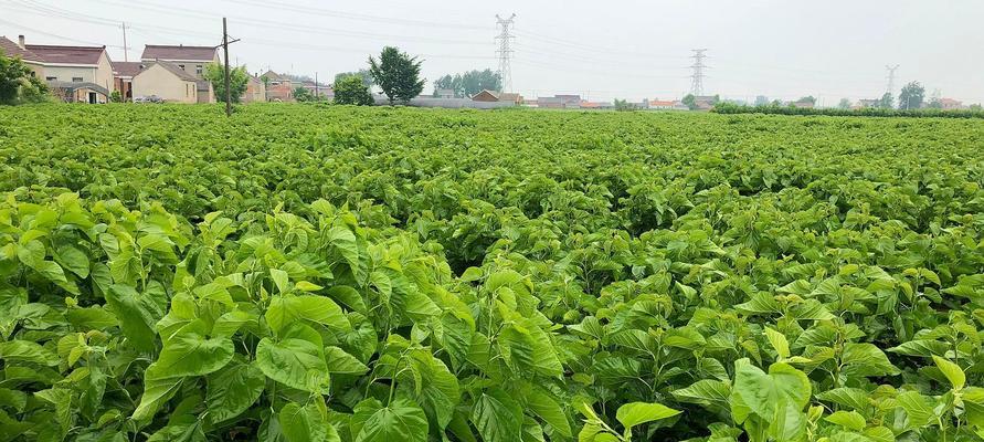 如何种植和管理桑树以实现最佳生长（种植时间）