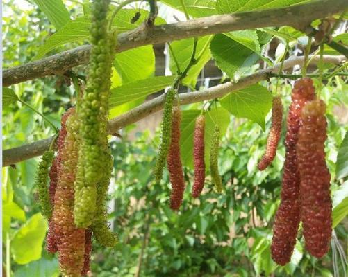 如何种植桑树种子（从选种到管理）