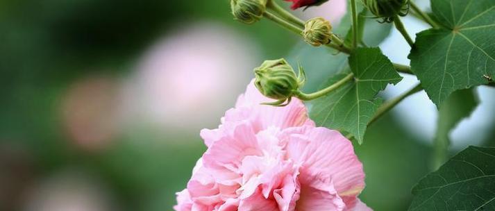 芙蓉的花语与内涵（探寻芙蓉的美丽与意义）