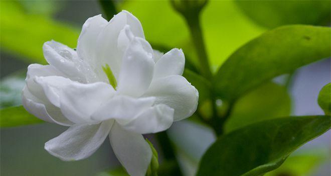 茉莉花的花语与意义（探索茉莉花的美丽与情感魅力）