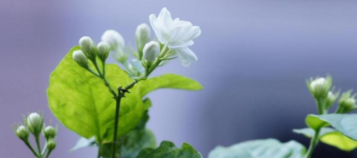 茉莉花的花语与意义（探索茉莉花的美丽与情感魅力）