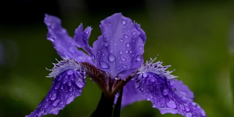 鸢尾花的花语与意义（探寻鸢尾花的神秘之语）