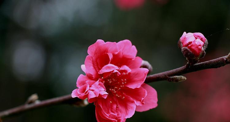 桃花传说与花语（揭开桃花传说的神秘面纱）