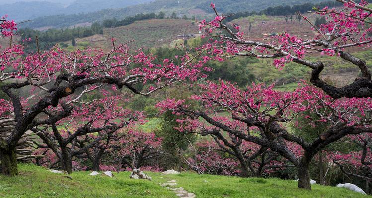 桃花之美（桃花的神奇力量）