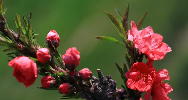 桃花之美（桃花的神奇力量）